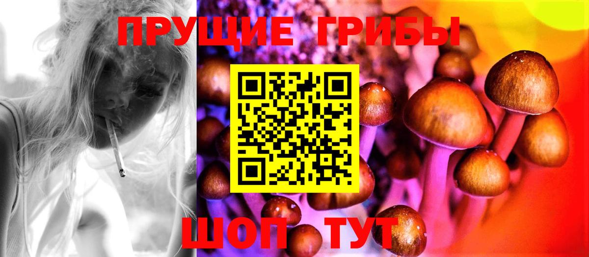 Галлюциногенные грибы Psilocybine cubensis Гусиноозёрск